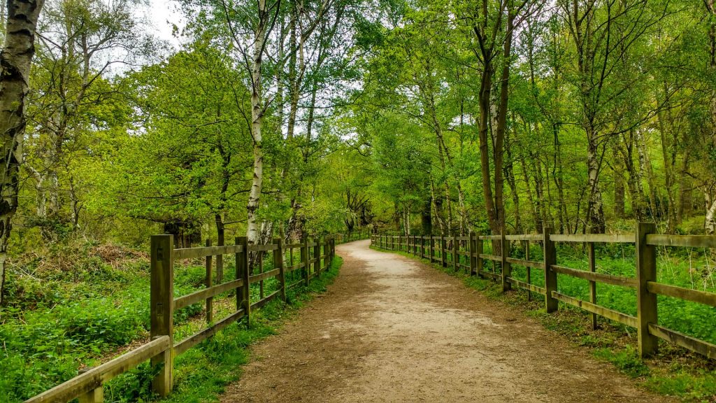 Sherwood Forest Trail